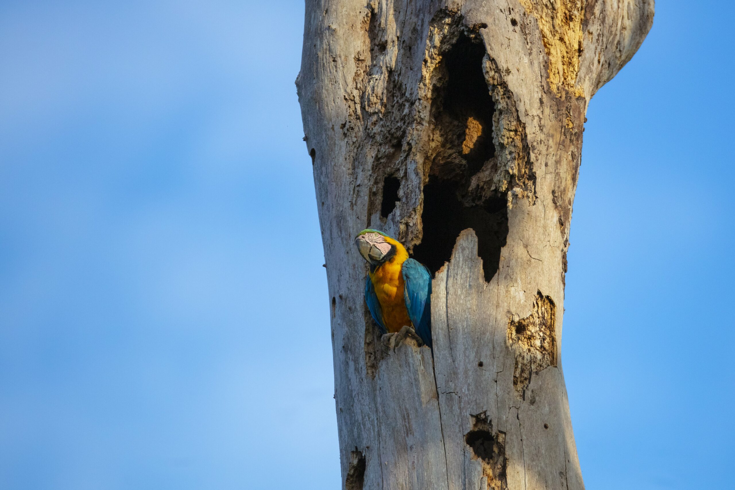Brazil_Para_RioAzulJungleLodge_Wildlife_Bird_BlueAndYellowMacaw1-min