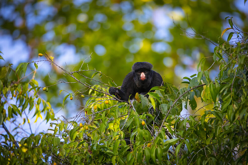 Brazil_Para_RioAzulJungleLodge_Wildlife_Red-nosedBeardedSakiMonkey3