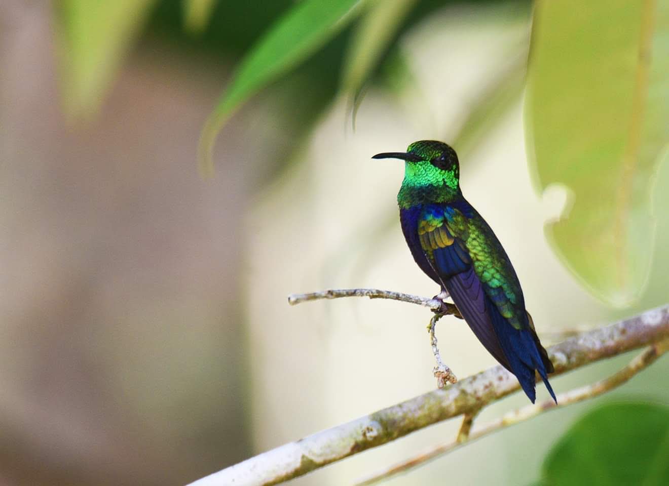 Brazil_Para_RioAzulJungleLodge_Bird-fork-tailedWoodnymphHummingbird