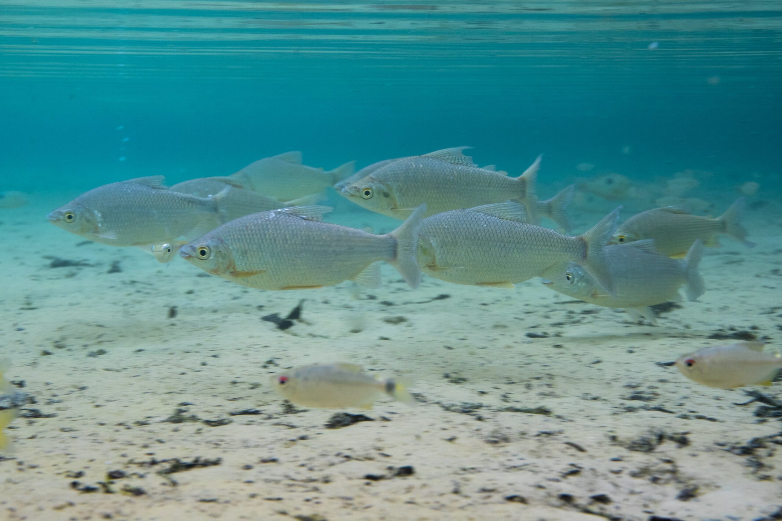 Brazil_Para_RioAzulJungleLodge_NaturePool_Wildlife_Fish1-min